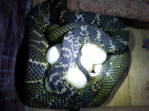 蛇蛋分两种:一种是在蛇体内形成卵后排出体外,经自然温度孵化